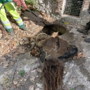 Enlèvement de racines obstruant un égout.