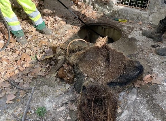 Enlèvement de racines obstruant un égout.